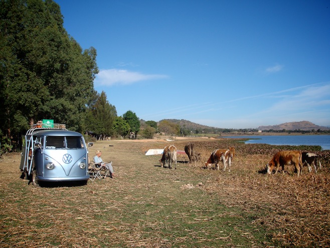 MX Laguna Cows
